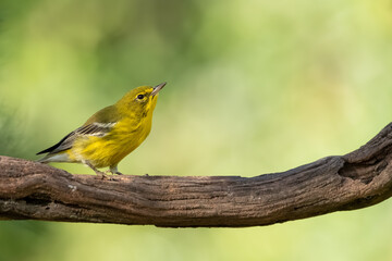 A pink warbler perched on a vine