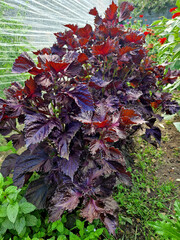 called deulkkae or Korean perilla, is a species of Perilla in the mint family Lamiaceae. It is an annual plant native to Southeast Asia and Indian highlands,