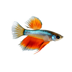 Fototapeta premium Professional Guppy Fish Isolated on White Background for Design Projects