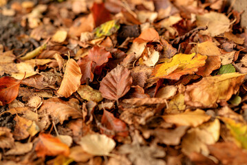 Dry autumn leaves in shades of yellow, orange and brown covering the ground