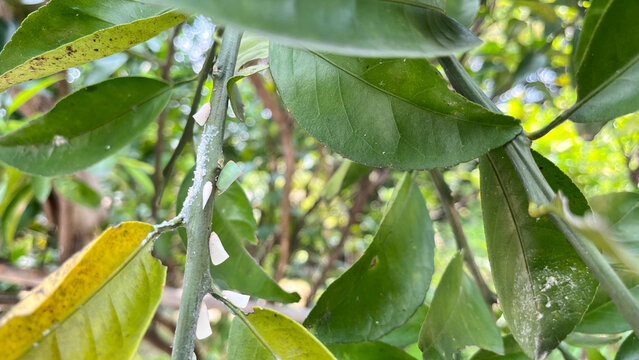 several green leafhoppers on the tips of the leaves