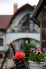 Vibrant red flower blooms in front of a charming house on a cloudy day.