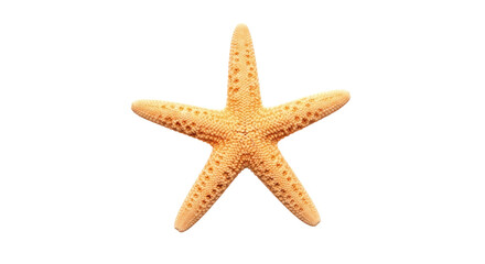 Isolated orange starfish with five arms, a sea creature found on the beach, summer fun, marine life