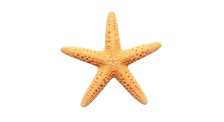 Isolated orange starfish with five arms, a sea creature found on the beach, summer fun, marine life