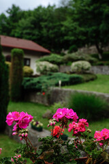 Vibrant pink geraniums in full bloom with a house in the background.