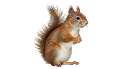 Isolated red squirrel stands upright looking right with furry tail, brown fur, and cute face