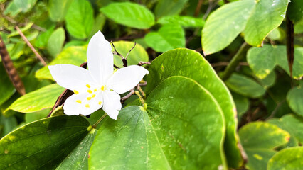 Beautiful Bauhinia acuminata flowers in the garden