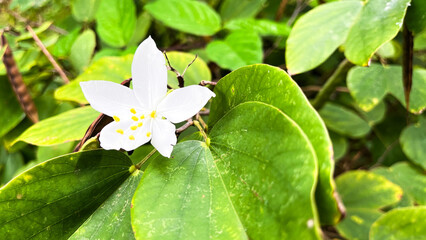 Beautiful Bauhinia acuminata flowers in the garden