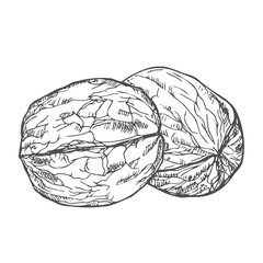 Hand drawn Walnuts ink Sketch Illustration isolated on white background