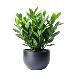 Modern Black Matte Pot with Green Plant on White Background