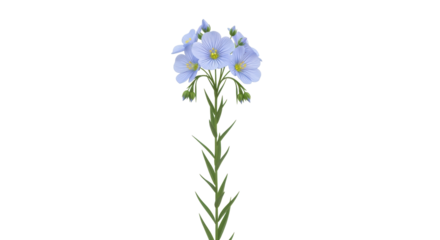 Isolated Flax flower. Beautiful blooming flax, Linum usitatissimum plant with petals, buds