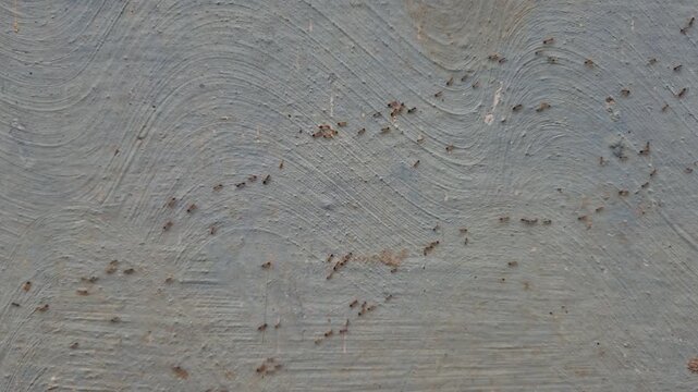 Close-up a group of red ants walking on the wall texture the afternoon slow motion video.