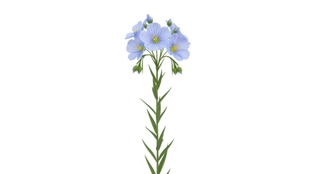 Isolated Flax flower. Beautiful blooming flax, Linum usitatissimum plant with petals, buds