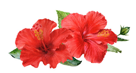 Watercolor Realistic Hibiscus Flowers Illustration, Tropical Botanical Collection