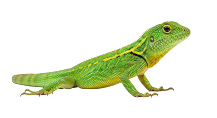 Isolated green lizard with yellow stripes resting, standing still, looking to the right