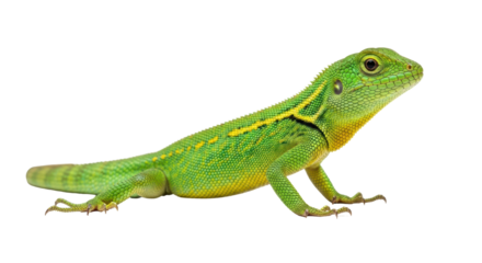Isolated green lizard with yellow stripes resting, standing still, looking to the right