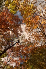 Fototapeta premium Autumn in the forest