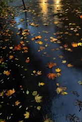 Autumn leaves on water