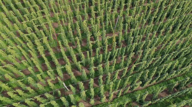 Hopfengarten / Hopfenfeld - Luftaufnahme Video Bayern