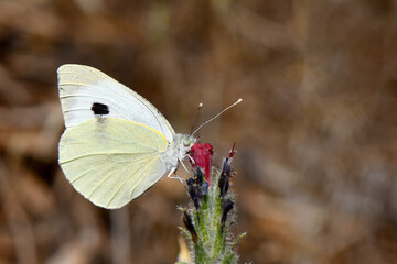 beautiful large white butterfly rests on dark red flower, showcasing its delicate wings and a distinct black spot. This close-up captures a moment of pollination and insect life in a natural setting
