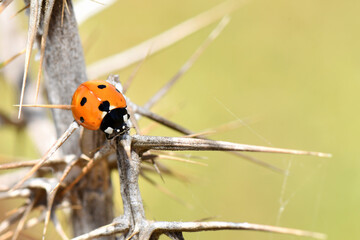 A close-up of a vibrant red ladybug with black spots perched on a thorny, dry branch. The macro-shot highlights the contrast between the insect and its natural environment.