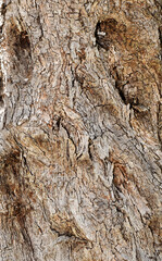  A vertical macro shot of the rough, gnarled bark of an old olive tree, featuring deep crevices and texture that resembles an abstract human face.