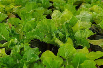 Fresh green leafy vegetables growing in pots