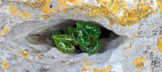 Vibrant cyclamen leaves with a unique pattern sprout from a crevice in a rock, framed by an...