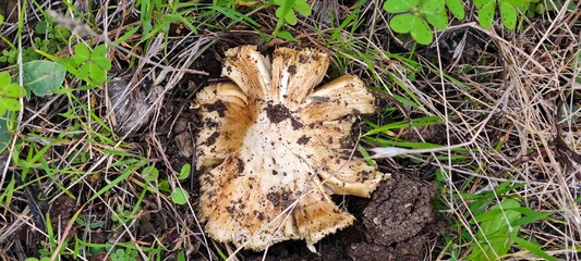 A wild mushroom with a torn cap and exposed gills lies on the forest floor, surrounded by natural elements. This rustic image captures the earthy texture and detail of fungi in its habitat.