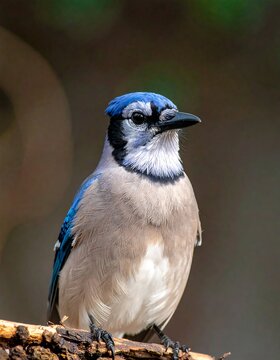 Blue jay perched on a branch