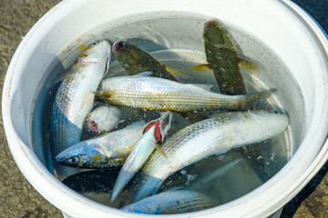 Fresh fish in a white bucket. Fish caught while fishing on the Galata Bridge in Golden Horn Bay, Istanbul, Turkey. Close-up.