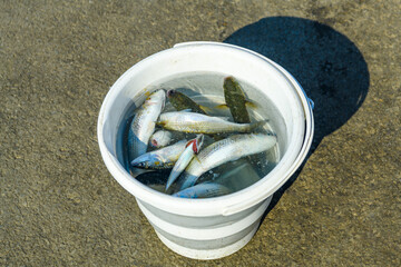 Fresh fish in a white bucket. Fish caught while fishing on the Galata Bridge in Golden Horn Bay, Istanbul, Turkey.