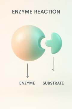 Enzyme-Substrate Interaction: A visual representation of an enzyme and a substrate molecule, illustrating the precise fit required for a chemical reaction to occur in a biological system.