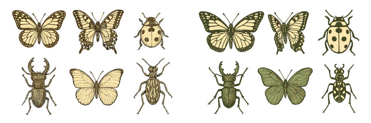 Diverse entomological specimens featuring beautiful butterflies and various types of beetles, arranged for scientific study and display