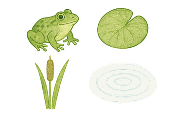 Amphibian frog, aquatic lily pad, tall cattail plant, and concentric water ripples isolated on white background