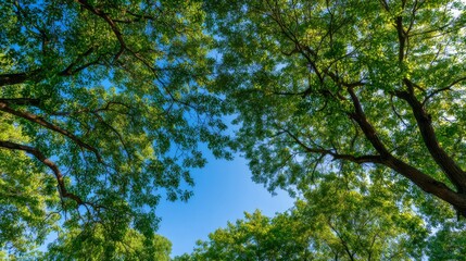 Fototapeta premium Gazing skyward through the intricate network of tree branches, the vibrant green leaves dance gracefully in the summer breeze, illuminated by the radiant daylight, creating a serene summer scene.