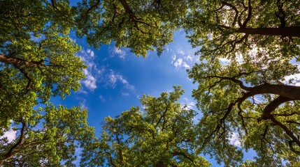 Obraz premium Gazing skyward through the intricate network of tree branches, the vibrant green leaves dance gracefully in the summer breeze, illuminated by the radiant daylight, creating a serene summer scene.