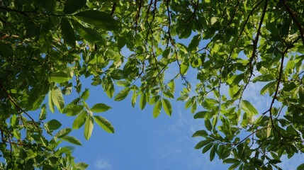 Gazing skyward through the intricate network of tree branches, the vibrant green leaves dance gracefully in the summer breeze, illuminated by the radiant daylight, creating a serene summer scene.