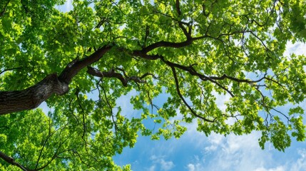 Fototapeta premium Gazing skyward through the intricate network of tree branches, the vibrant green leaves dance gracefully in the summer breeze, illuminated by the radiant daylight, creating a serene summer scene.
