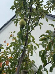 Close-up of a pear tree with green leaves and a single ripe pear hanging from a branch. Residential building in the background. Natural garden scene.