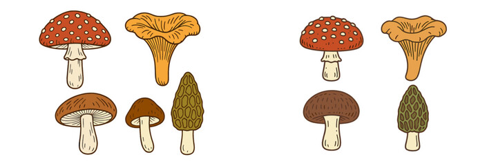 Diverse set of wild forest mushrooms featuring chanterelle, morel, fly agaric, and other fungi species