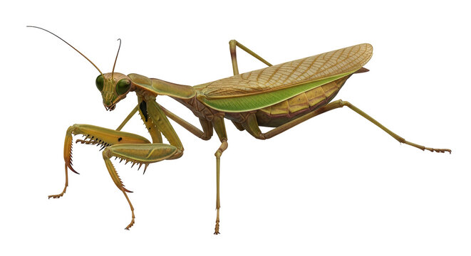 Isolated Praying Mantis insect in a predatory stance, hunting, macro, insect, closeup, detailed