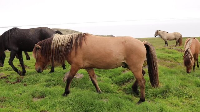 Icelandic horse walking and grazing on a green meadow.