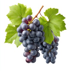 Fototapeta premium Dark and intense saperavi grape cluster with green leaves highlighting georgian viticulture