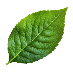 Obraz premium Vibrant Green Leaf with Serrated Edges: Nature's Beauty Close-Up Shot