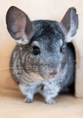Obraz premium Gray chinchilla rodent is sitting on a wooden house in a cage close-up. Pet activity
