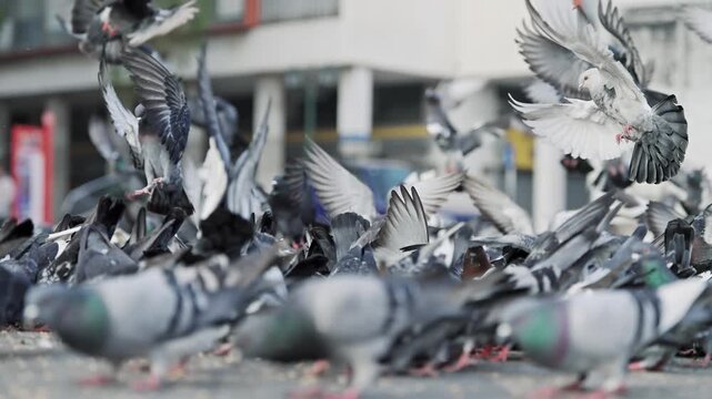 Flock of feral pigeons crowding square, feeding with discarded food or bird seeds. Background with doves, selective focus cinematic shot, slow motion