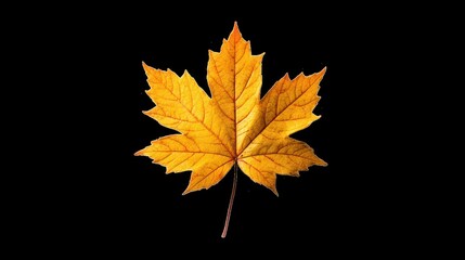 Fototapeta premium Isolated bright yellow and orange autumn maple leaf on a black background, a vibrant symbol of the fall season's natural color.