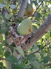 fruit on tree