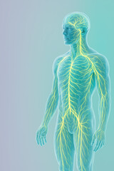 Neural Network Visualization: A detailed medical illustration showcasing the human nervous system in a vibrant and clear manner. 